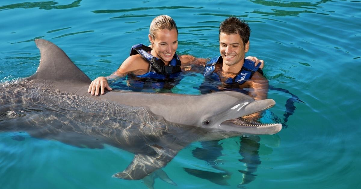 Delphinus | Blog About Swimming With Dolphins (2)